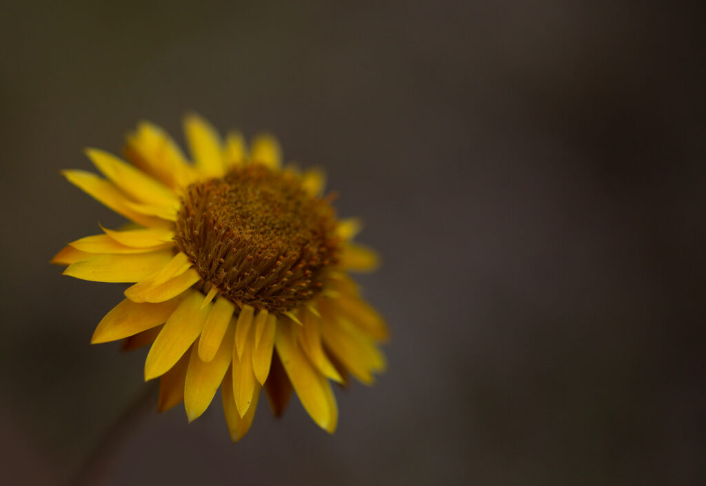 Paper Daisies. Sandy Creek Spring 